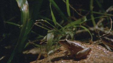 snake slithers past frog