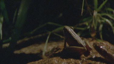 snake flicks tongue at frog frog leaps away