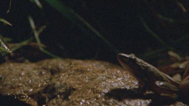 frog leaps finger in shot