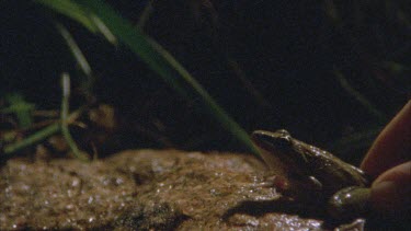 frog leaps finger in shot