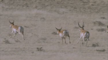 herd of pronghorn running past camera