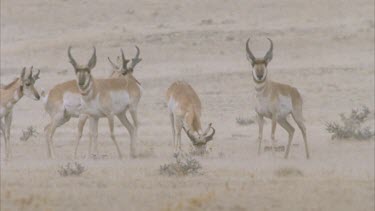 A herd of pronghorn standing and looking at camera a male in the herd attempts to mate with a female