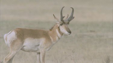 pronghorn male looking towards camera turns to walk away