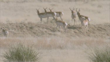 pronghorn in distance turn to run out of frame