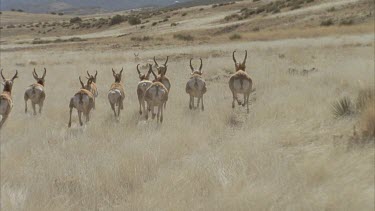 Beautiful lengthy shot of a herd of pronghorn running over grasslands Helicopter shot slow motion