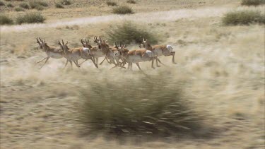 Beautiful lengthy shot of a herd of pronghorn running over grasslands Helicopter shot slow motion