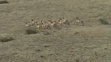 Beautiful lengthy shot of a herd of pronghorn running over grasslands shot from a helicopter in slow motion Poles in background