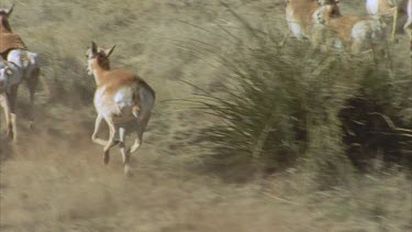 Beautiful lengthy shot of a herd of pronghorn running over grasslands shot from a helicopter in slow motion