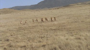 pronghorn running over grasslands towards mountains shot from helicopter in slow motion