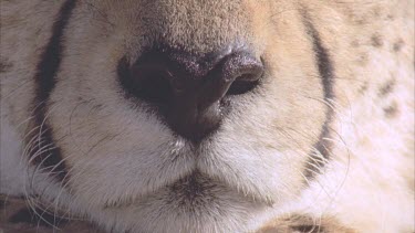 Cheetahs nose and eye