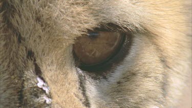 cheetah turns head fly crawling over cheetahs nose