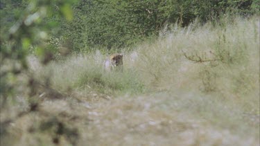 cheetah eye through veil of grass