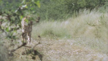 Cheetah walking towards camera through grassy landscape bush in background