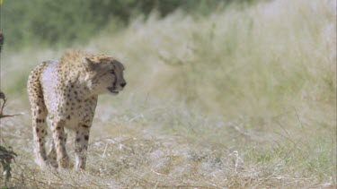 Cheetah walking towards camera through grassy landscape bush in background