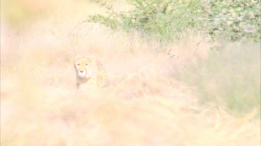 Cheetah walking towards camera through grassy landscape