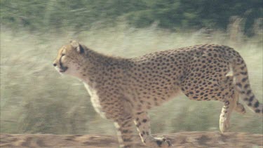 Cheetah walking towards camera through grassy landscape starting to gather speed tilt to legs