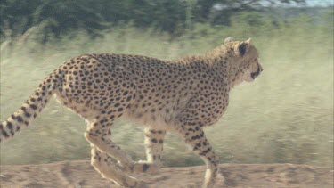 Cheetah running in slow motion cheetah runs out of frame