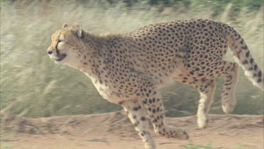 Cheetah running in slow motion cheetah crouches and turns