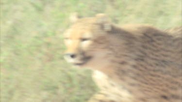 Cheetah running in slow motion