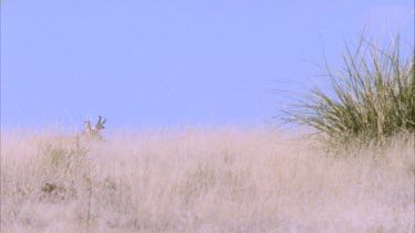 Cheetah running in slow motion from behind bushes