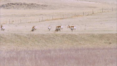 cheetah running kicks up dust