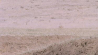 cheetah running slows down to walk