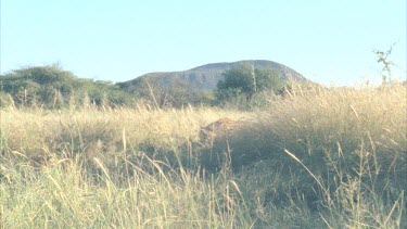 cheetah running disappears into tall grass