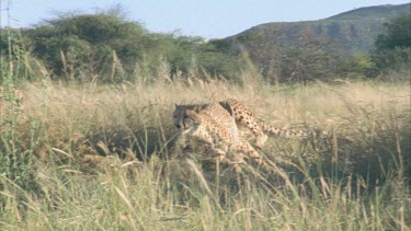 cheetah blasts out of grassy bank runs and disappears into tall grass