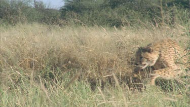 cheetah running