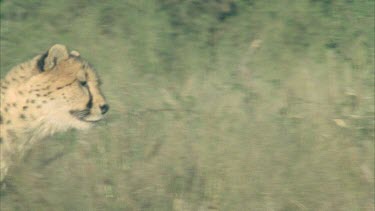 Cheetah running slows down to a walk