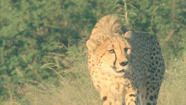 Cheetah running disappears into tall grass