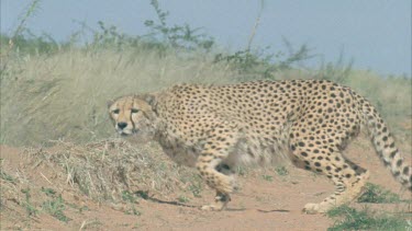 Cheetah running turning