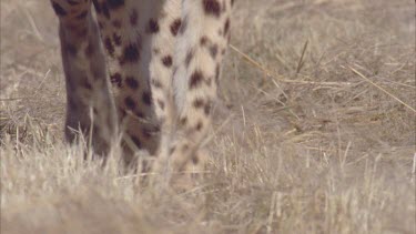 Cheetah poised to attack it suddenly charges away into the bushes