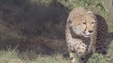 Cheetah walking towards camera cu legs cu head