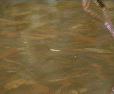 swimming through clear pond water underwater then surfaces and swims again