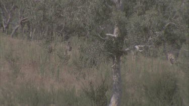 mob of kangaroo hopping through undergrowth
