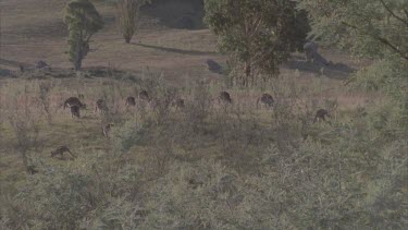mob of kangaroo grazing scratching