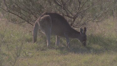 single kangaroo grazing chewing grasses