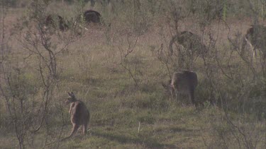 mob of kangaroo grazing chewing grasses
