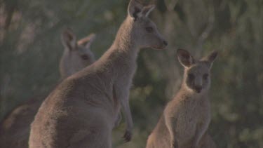 Three kangaroos looking listening