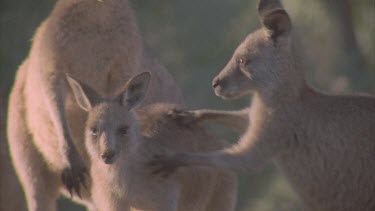 kangaroos interacting grazing