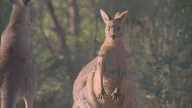 kangaroos interacting one pushes another