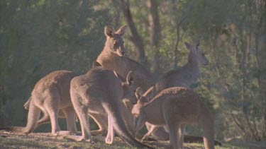 kangaroos interacting grazing huddled together