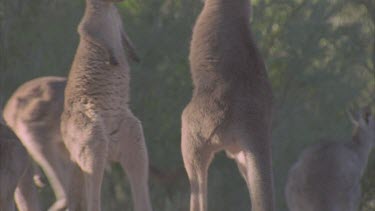 Two kangaroos lean on back legs and kick box Another roo gets involved