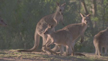 Kangaroos interacting
