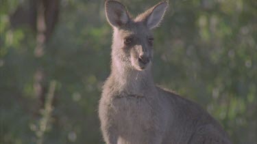 single kangaroo looking listening lowers head to ground to graze
