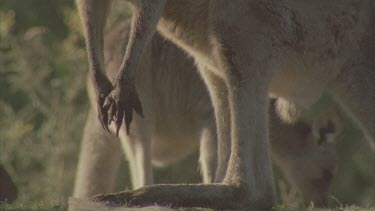 sharp claws and paw front of kangaroo shows strong hind legs