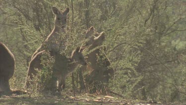kangaroos fighting boxing and kicking with back legs