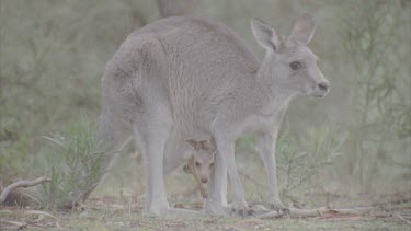 doe with joey in pouch between legs doe flicks ears joey bends to graze