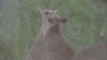 pair fighting front paws and kicking with back legs dancing